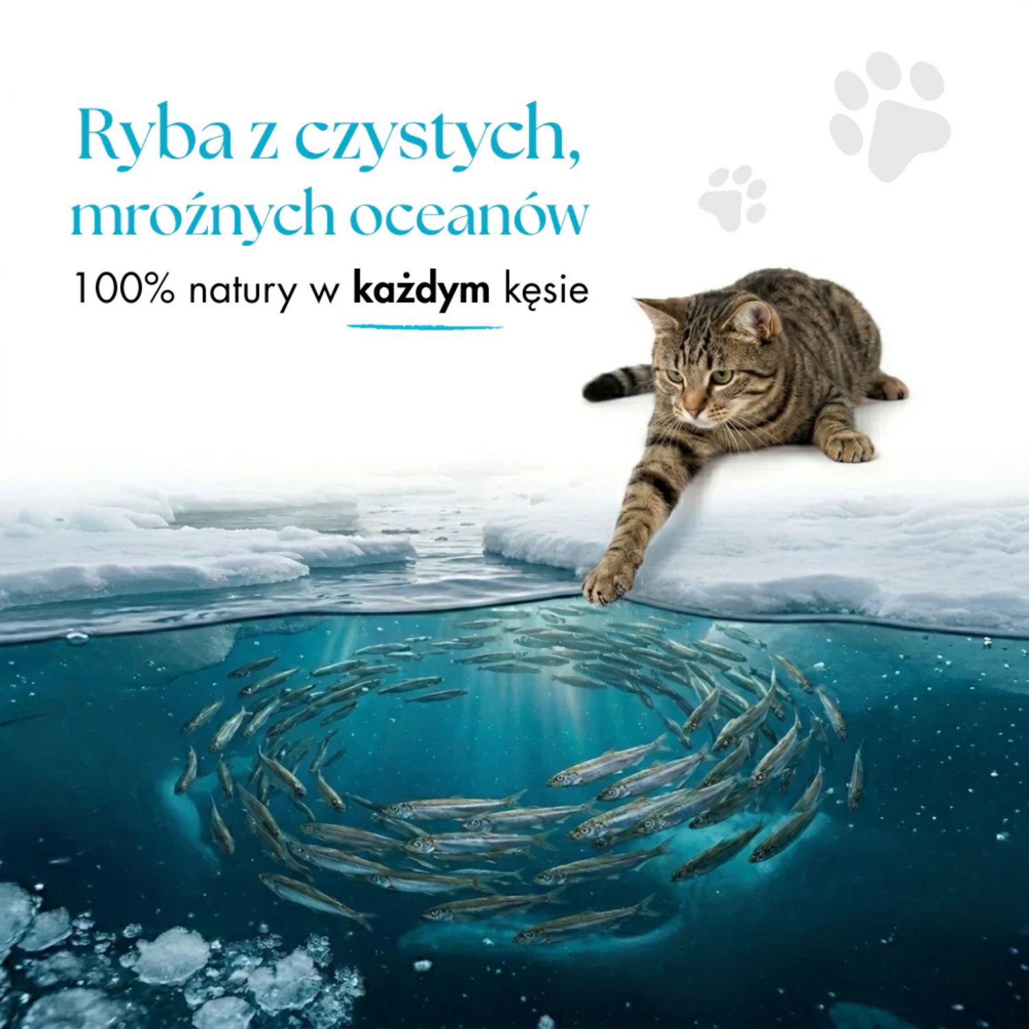 Dr Malou 100% Kapelan liofilizowany dla psa i kota 80g - obrazek 4